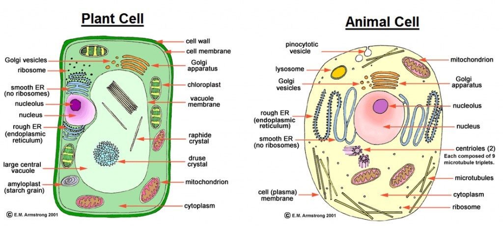Plant and Animal cells Plant and Animal cells